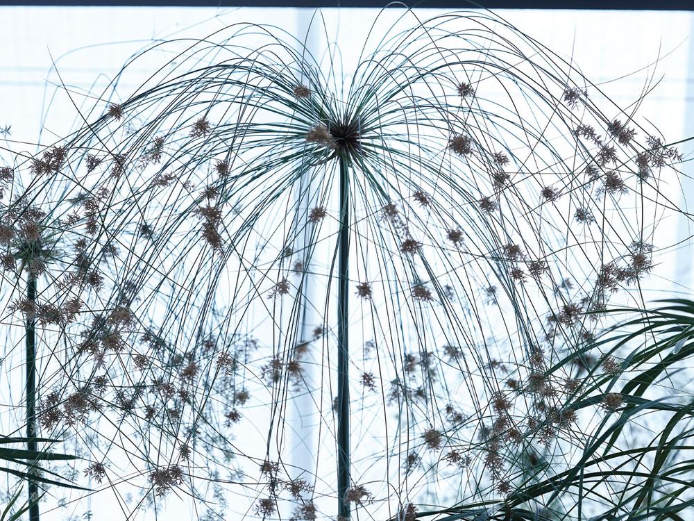 Active Pureness Treatment